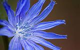 Blue Wildflower_27789-94